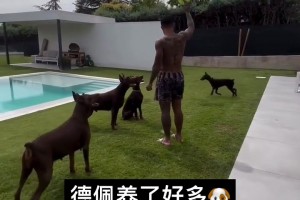 德佩在自家院子养了五条大型犬啊！这看着像杜宾犬！